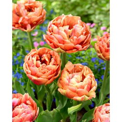 Tulipan Copper Image - 5 cebulek