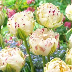Tulipan Danceline - 5 cebulek
