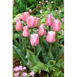 Tulipan Evening Breeze - 5 cebulek