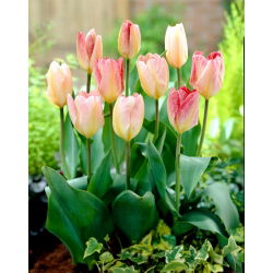 Tulipan Flaming Purissima - 5 cebulek
