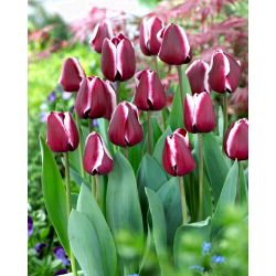 Tulipan Fontainebleau - 5 cebulek