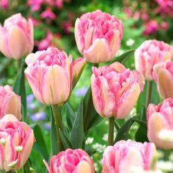 Tulipan Foxtrot - 5 cebulek