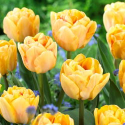 Tulipan Foxy Foxtrot - 5 cebulek