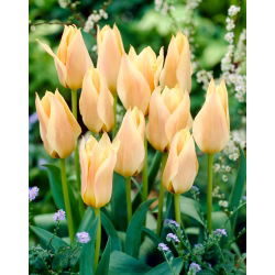 Tulipan Für Elise - 5 cebulek