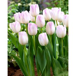 Tulipan Gwen - 5 cebulek
