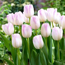 Tulipan Gwen - 5 cebulek