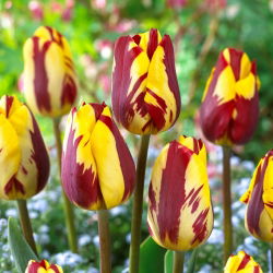 Tulipan Helmar - 5 cebulek