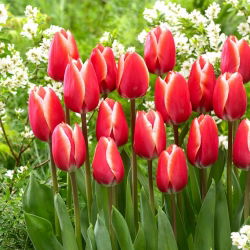 Tulipan Kelly - 5 cebulek