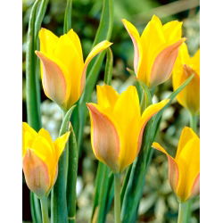 Tulipan Kolpakowskiana - 5 cebulek