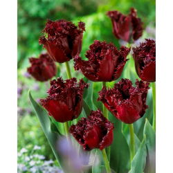 Tulipan Labrador - duża paczka! - 50 szt.