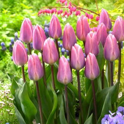Tulipan Light And Dreamy - 5 cebulek