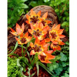 Tulipan Little Princess - 5 cebulek