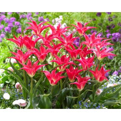 Tulipan Madalyn - 5 cebulek