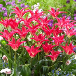 Tulipan Madalyn - 5 cebulek