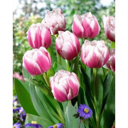 Tulipan Melrose - 5 cebulek