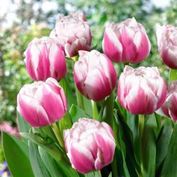 Tulipan Melrose - 5 cebulek