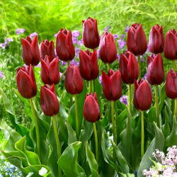 Tulipan National Velvet - 5 cebulek