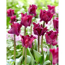 Tulipan Negrita Crown - 5 cebulek