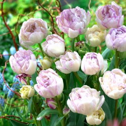 Tulipan Normandie - 5 cebulek