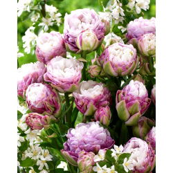 Tulipan Peggy Wonder - 5 cebulek