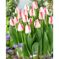 Tulipan Playgirl - 5 cebulek
