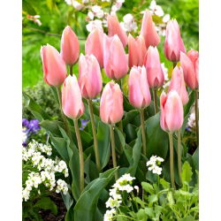 Tulipan Poco Loco - duża paczka! - 50 szt.