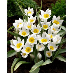 Tulipan Polychroma - 5 cebulek
