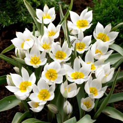 Tulipan Polychroma - duża paczka! - 50 szt.