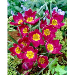 Tulipan Pulchella Odalisque - 5 cebulek