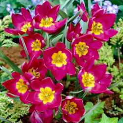 Tulipan Pulchella Odalisque - 5 cebulek