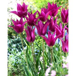 Tulipan Purple Dream - 5 cebulek