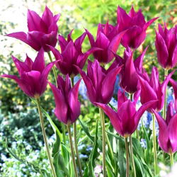 Tulipan Purple Dream - 5 cebulek