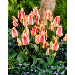 Tulipan Quebec - duża paczka! - 50 szt.