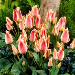 Tulipan Quebec - 5 cebulek