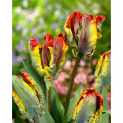 Tulipan Rasta Parrot - 5 cebulek