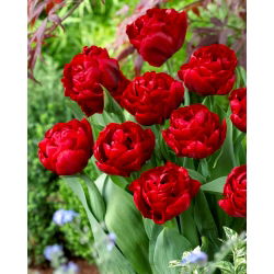 Tulipan Red Baby Doll - 5 cebulek