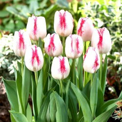Tulipan Salvo - duża paczka! - 50 szt.