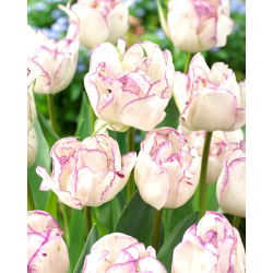 Tulipan Shirley Double - 5 cebulek