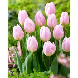 Tulipan Sweet Flag - 5 cebulek