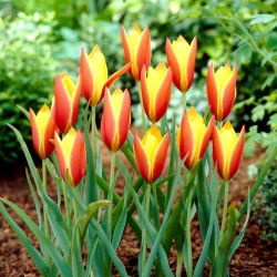 Tulipan Taco - duża paczka! - 50 szt.