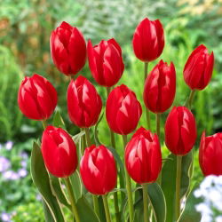 Tulipan Temptation - duża paczka! - 50 szt.