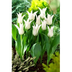 Tulipan Tres Chic - 5 cebulek