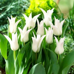 Tulipan Tres Chic - 5 cebulek