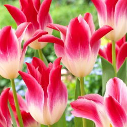 Tulipan Whispering Dream - 5 cebulek