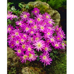 Zawilec grecki - Violet Star - 8 bulw