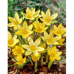 Krokus Saturnus - duża paczka! - 100 szt.