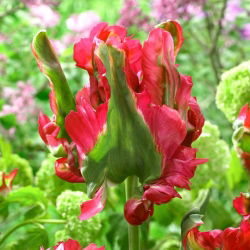 Tulipan Red Wave - 5 cebulek