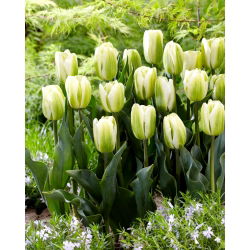 Tulipan Green Spirit - 5 cebulek