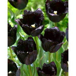 Tulipan Fringed Black - najczarniejszy tulipan ze wszystkich! - 5 cebulek