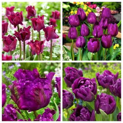 Tulipan Negrita mix - 40 szt.